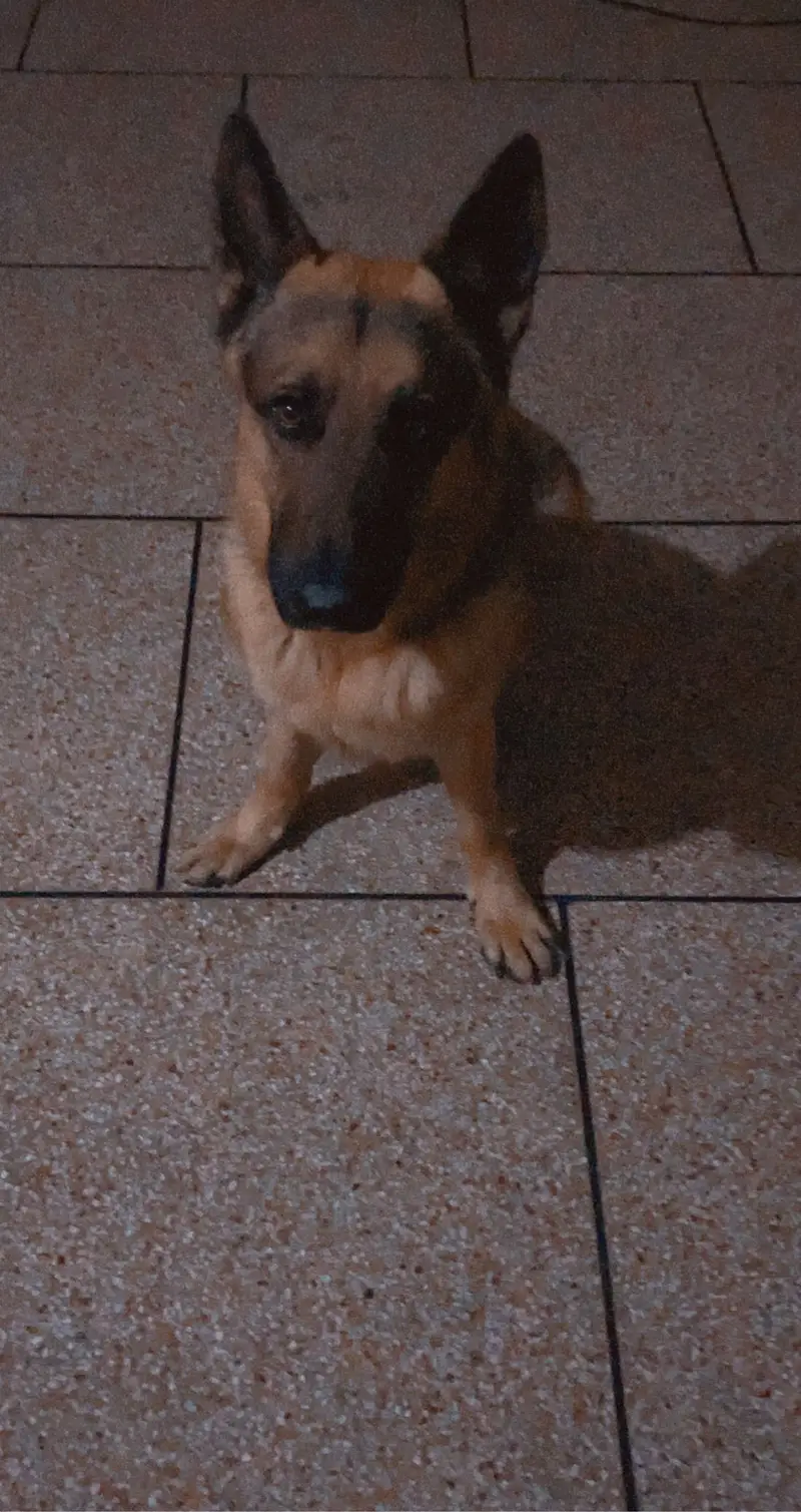 German Shepherd Up For Sale — photo 3