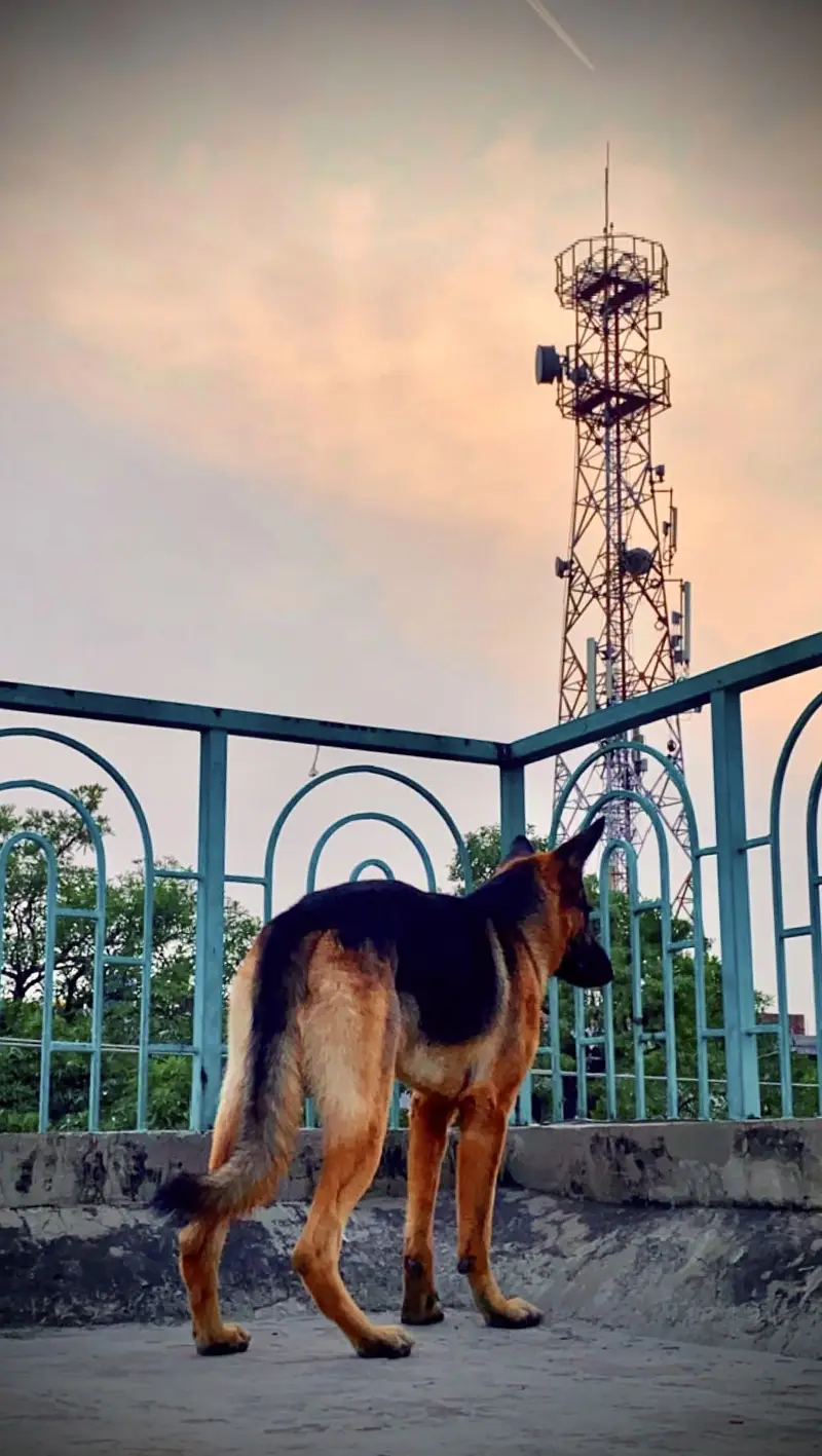 German Shepherd Up For Sale — photo 4
