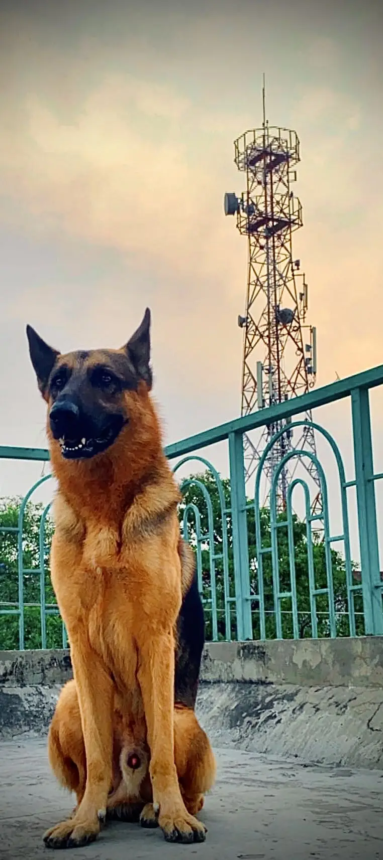German Shepherd Up For Sale — photo 5