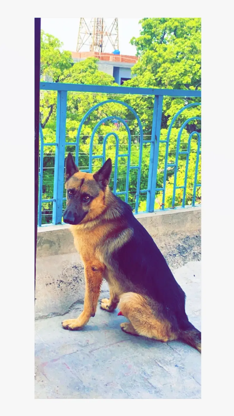 German Shepherd Up For Sale — photo 7