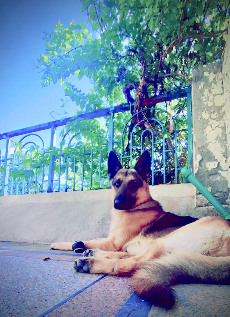 German Shepherd Up For Sale — photo 8