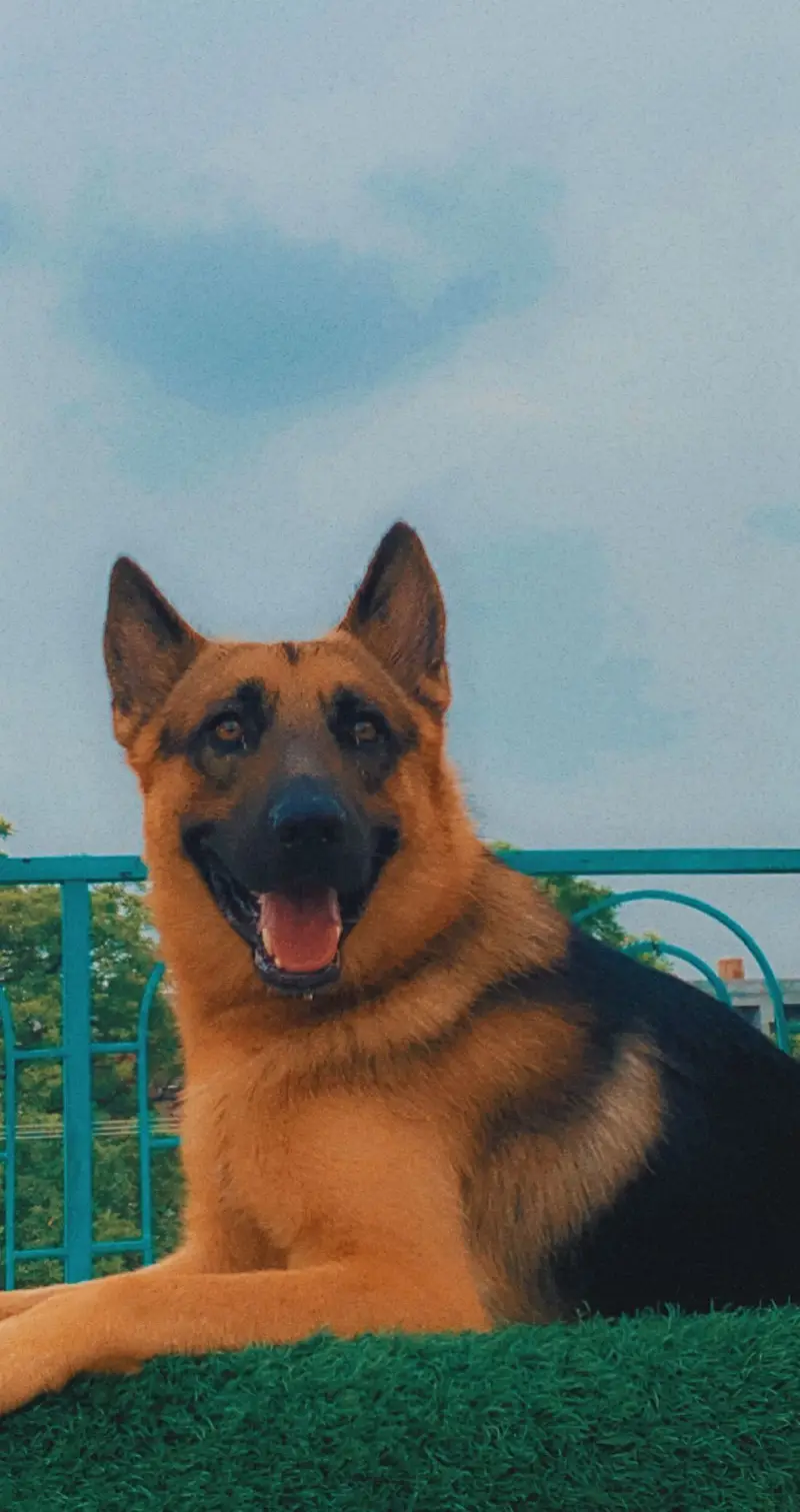 German Shepherd Up For Sale — photo 9
