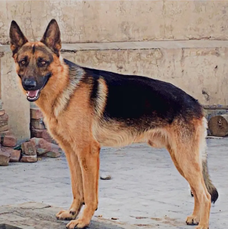 German Shepherd Up For Sale — photo 10