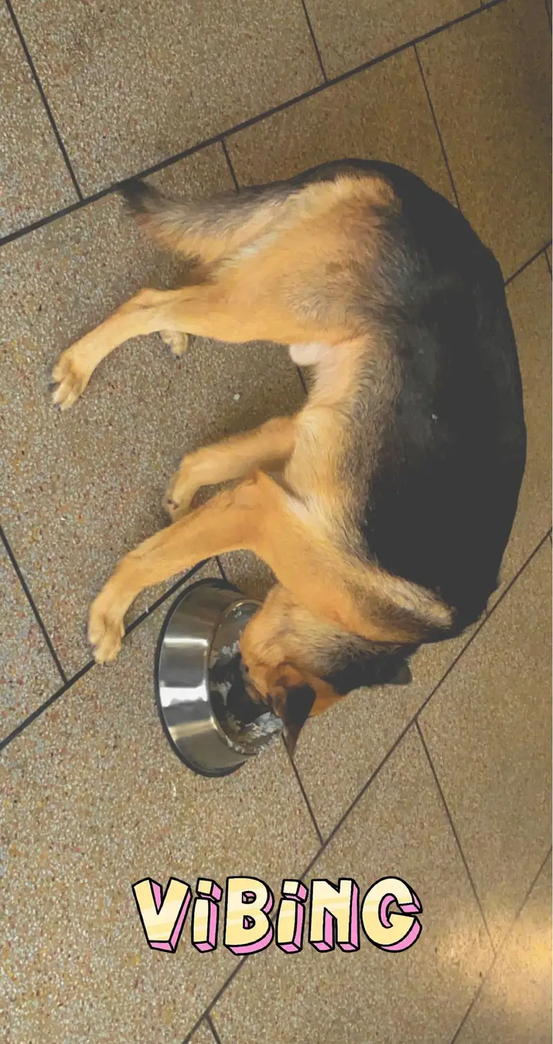 German Shepherd Up For Sale — photo 11