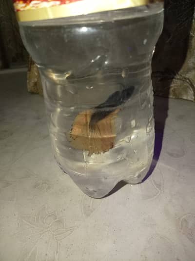 Betta fish for sale