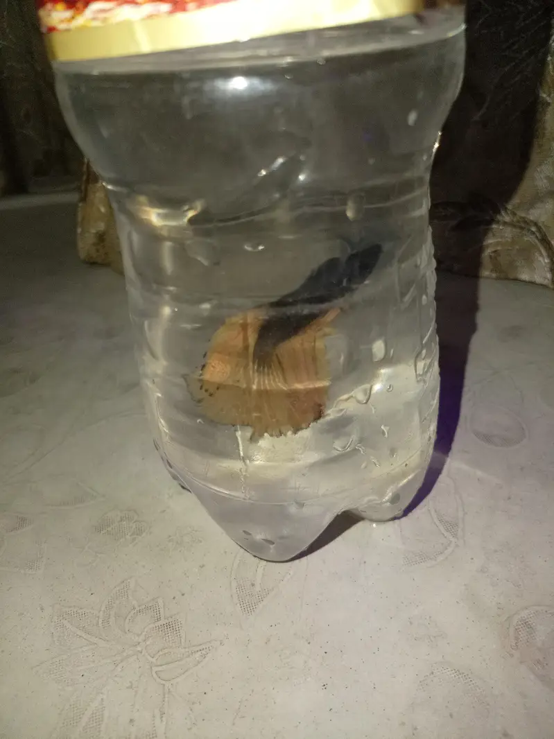 Betta fish for sale