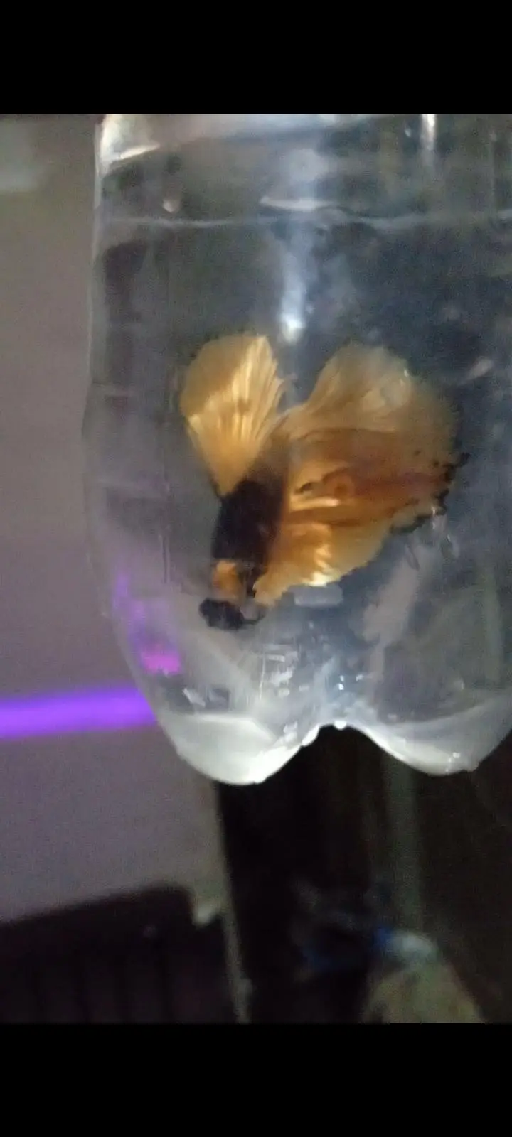 Betta fish for sale — photo 2