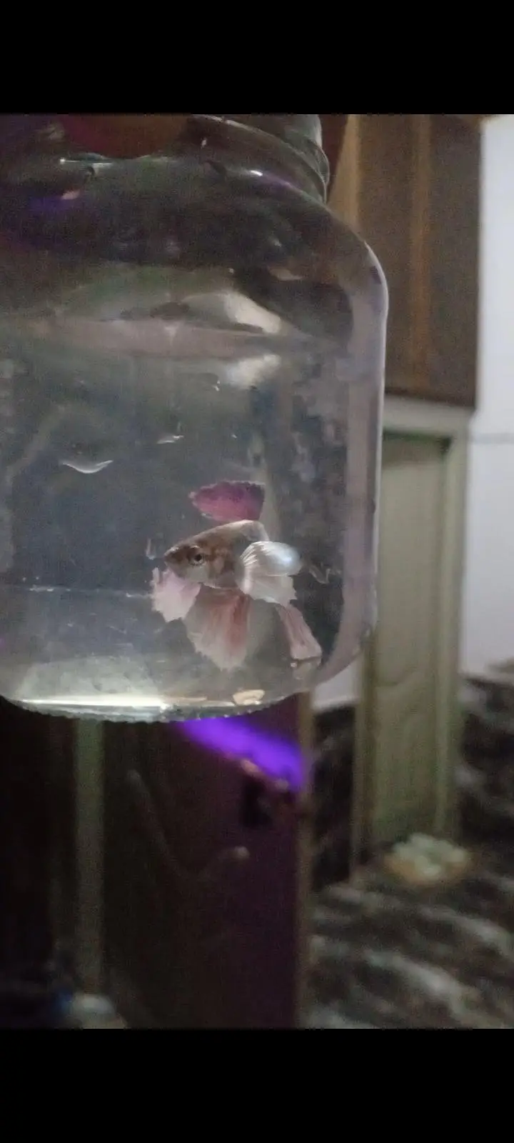 Betta fish for sale — photo 3