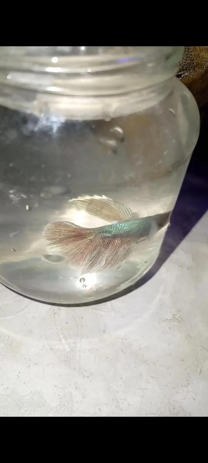 Betta fish for sale — photo 4