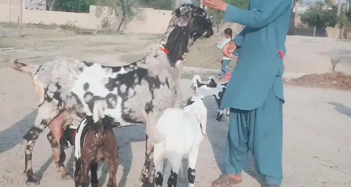 3 Bacchon Ka Sath Desi Bakri For Sale/ 03170252632 — photo 4
