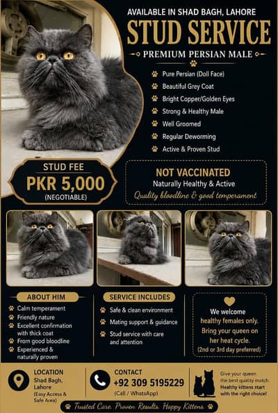 piki male confirm breeder only for meeting purpose