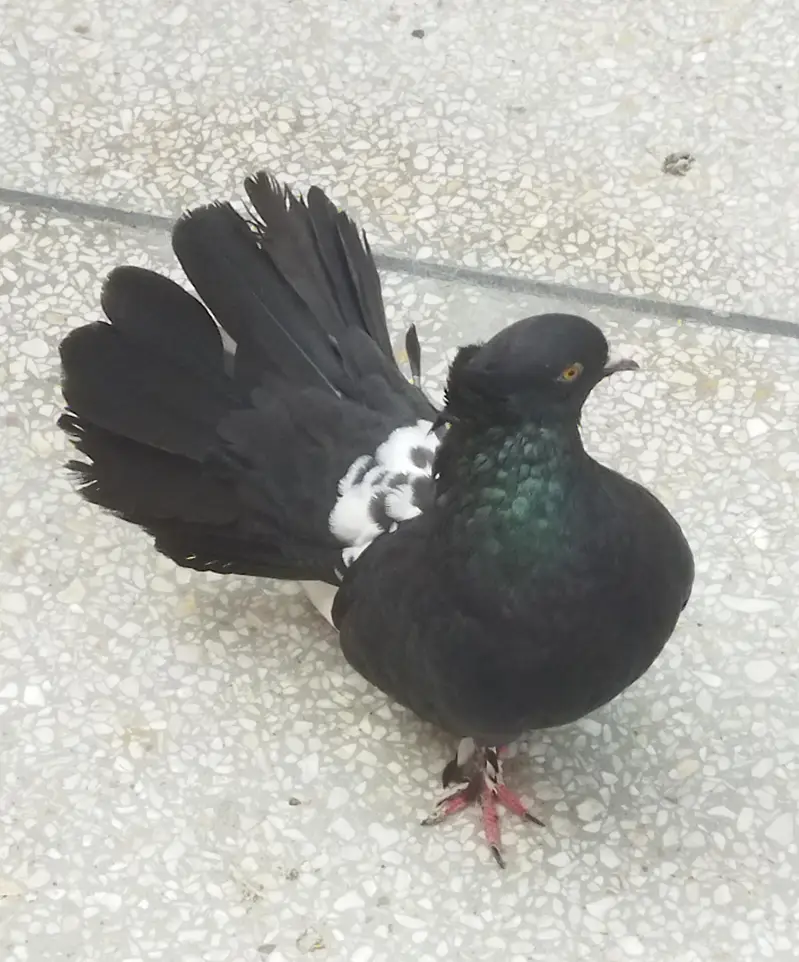 Black Pair — photo 2