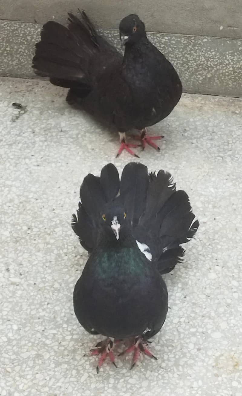 Black Pair 2
