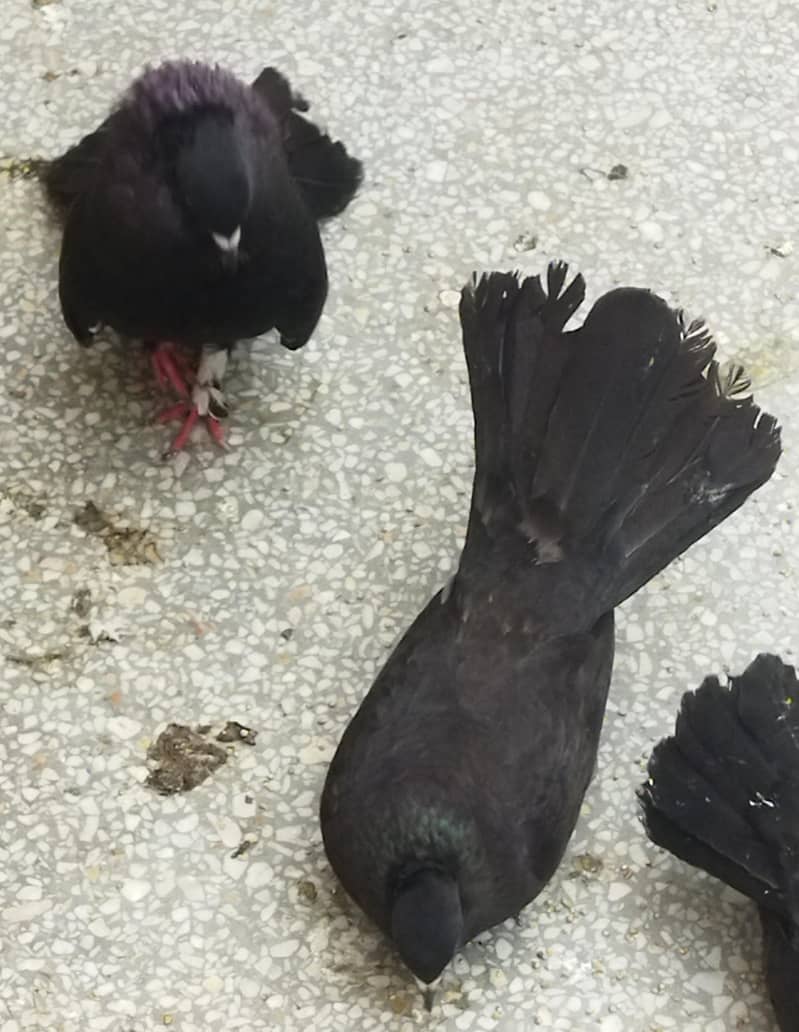 Black Pair 3