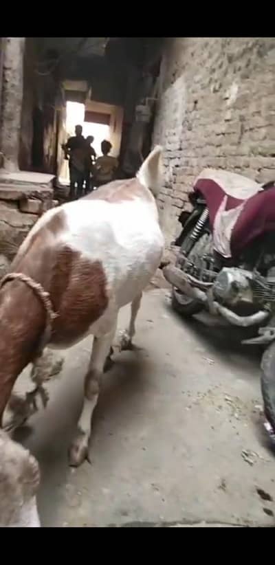 3 month gaban bakri 2sra pet