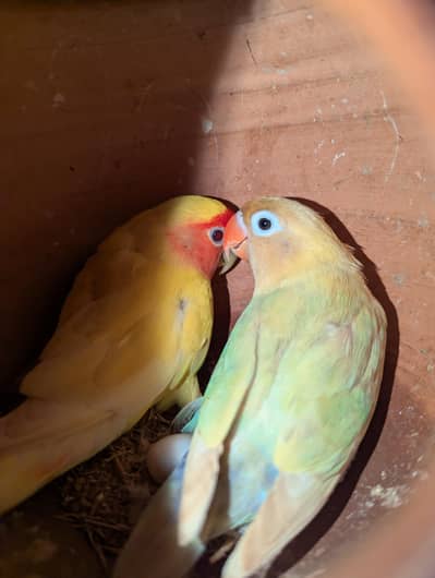 Love Birds 2 Breader pair. All healthy and ready to bread.