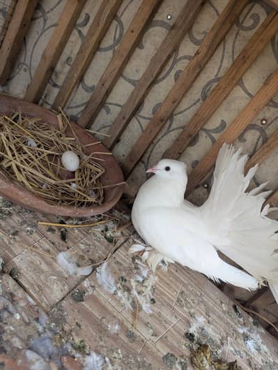Fancy luckay pigeon breed or high flyer Kabootar