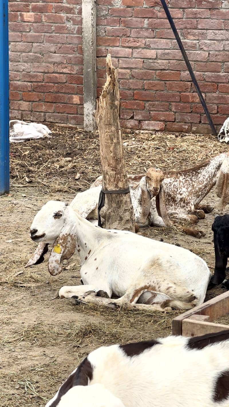 bakri 0