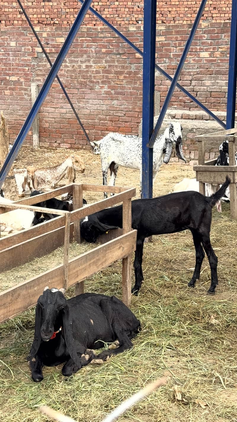 bakri 1