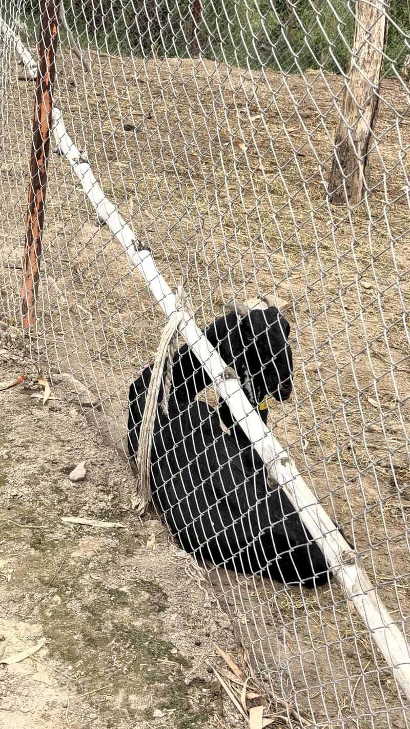bakri 2