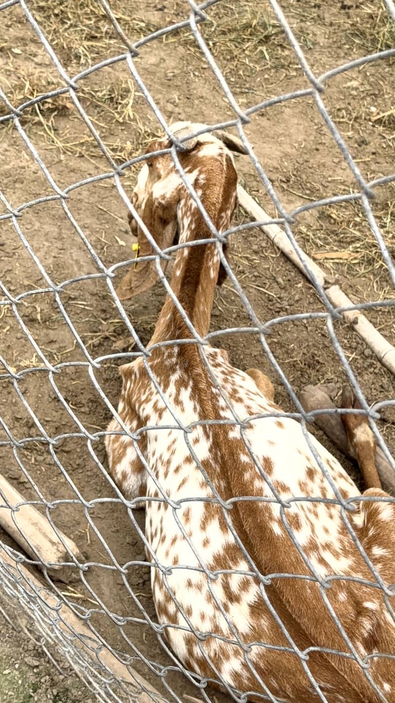 bakri 3