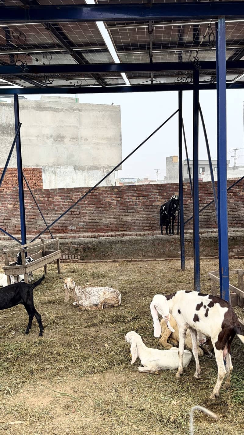 bakri 4