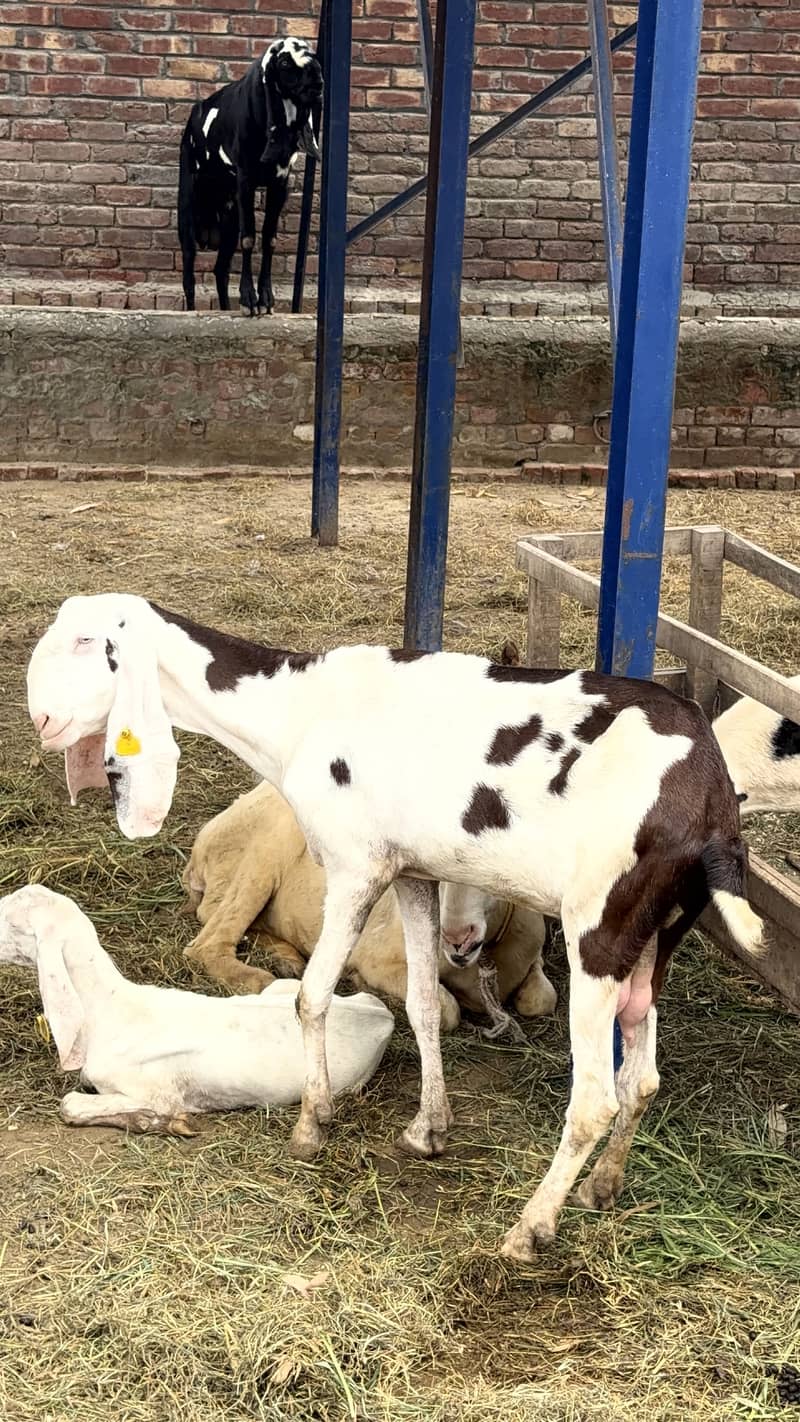 bakri 5