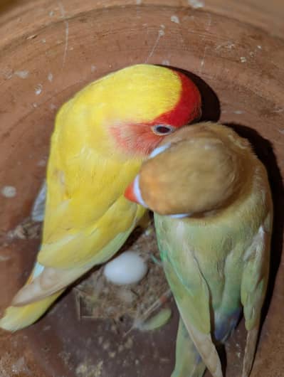 Love Birds 2 Breader pair. All healthy and ready to bread.