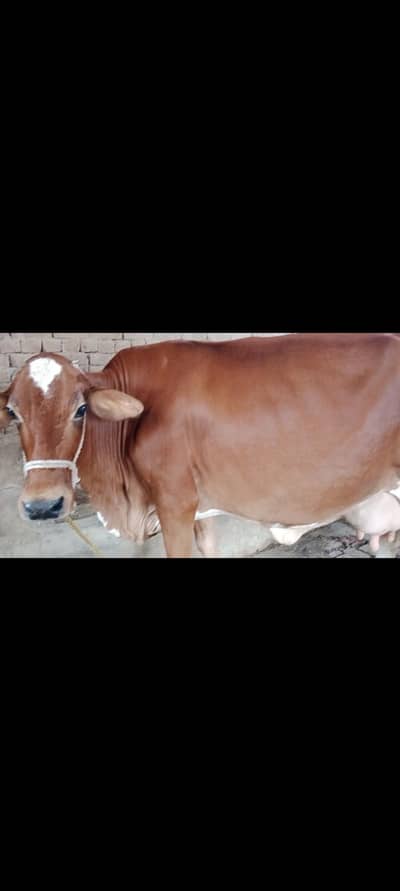 Frezian Cross cow 18kg milk