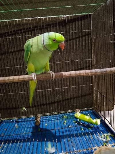 ringnek parrot