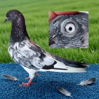 tedi/ferozpiri/joror waly/Pigeons|Kabootar/Pigeons in Lahore.  1500 pr