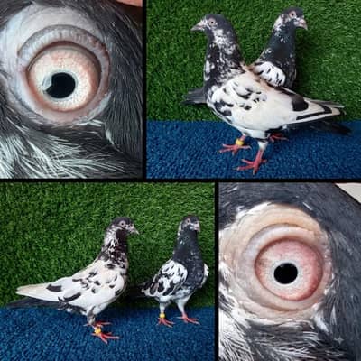 tedi/ferozpiri/joror waly/Pigeons|Kabootar/Pigeons in Lahore.  1500 pr