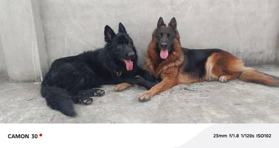 gsd breeder female non ped big size for sale