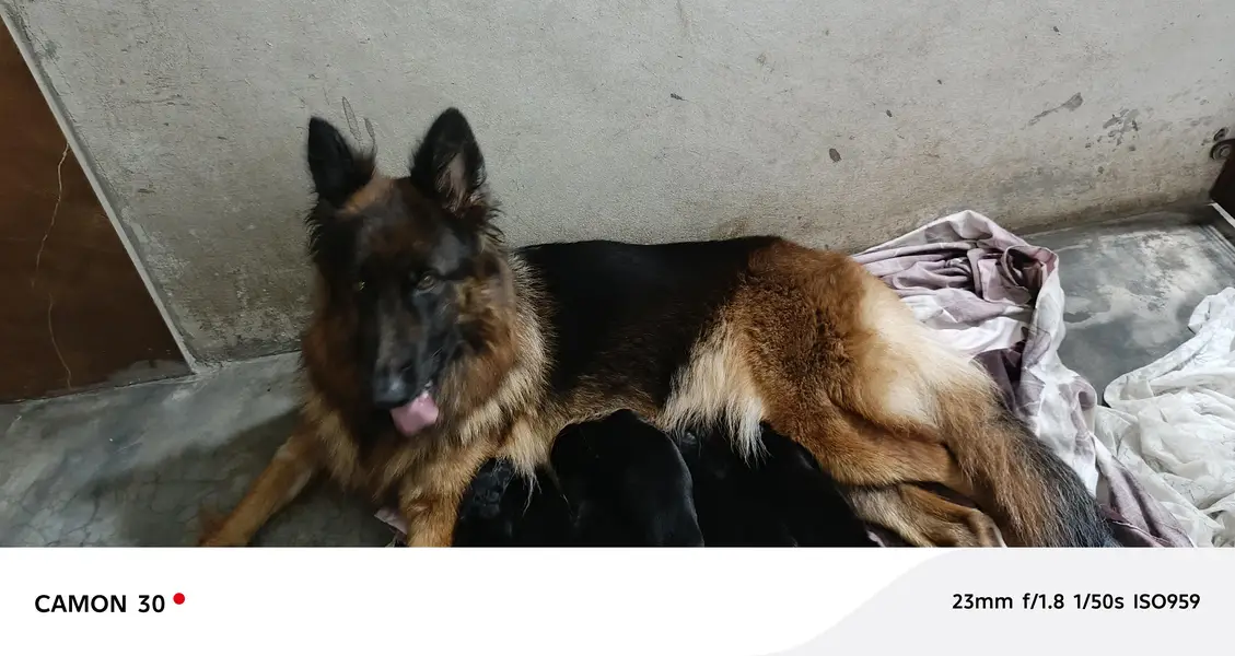 gsd breeder female non ped big size for sale — photo 2