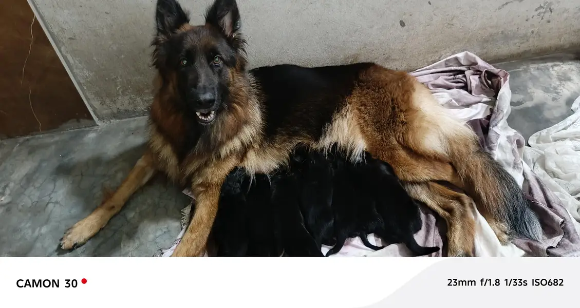 gsd breeder female non ped big size for sale — photo 3