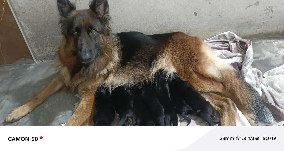 gsd breeder female non ped big size for sale — photo 4