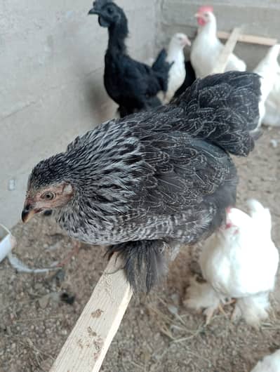 white buff bantam silky or misri pair
