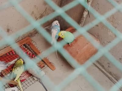 Australian parrot  for sale