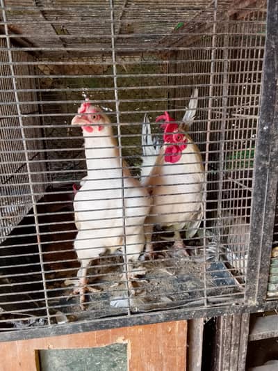 hens pair