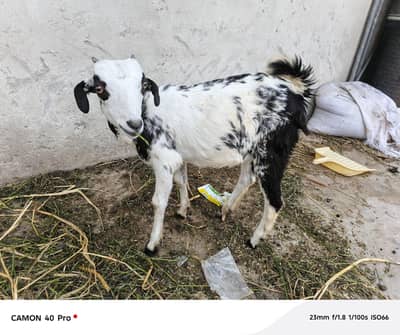bakri, baby