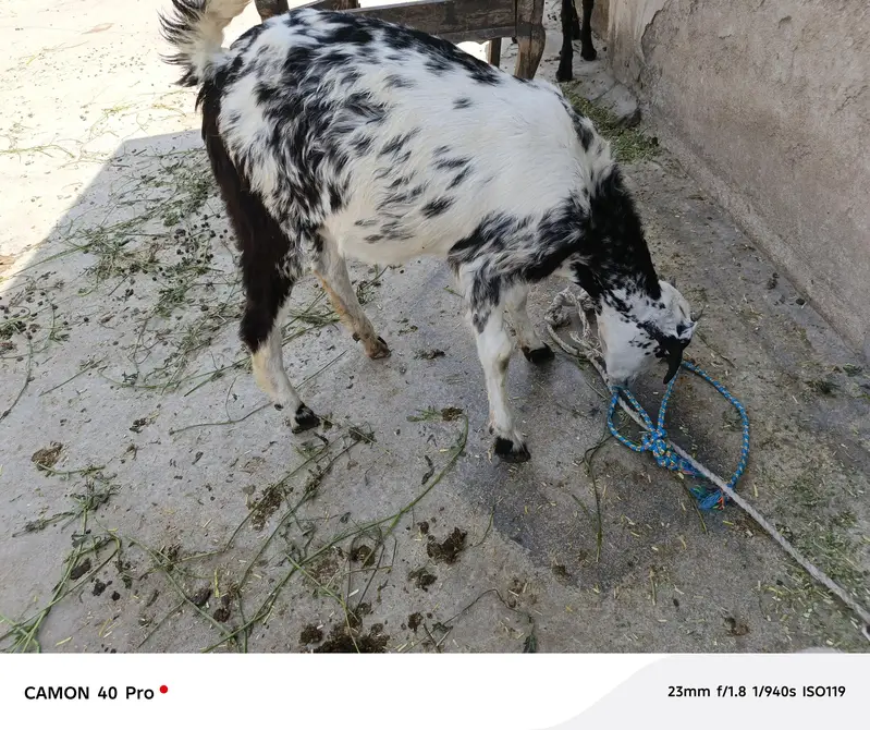 bakri, baby — photo 2