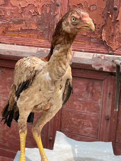 3 parrot beak Tempertail  female
