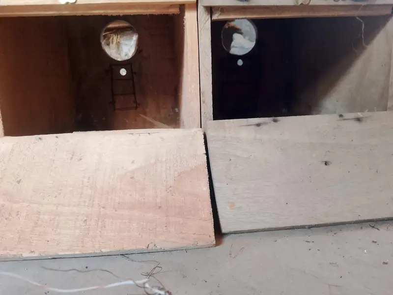 Lovebird breading box contact number 03027453600 — photo 2