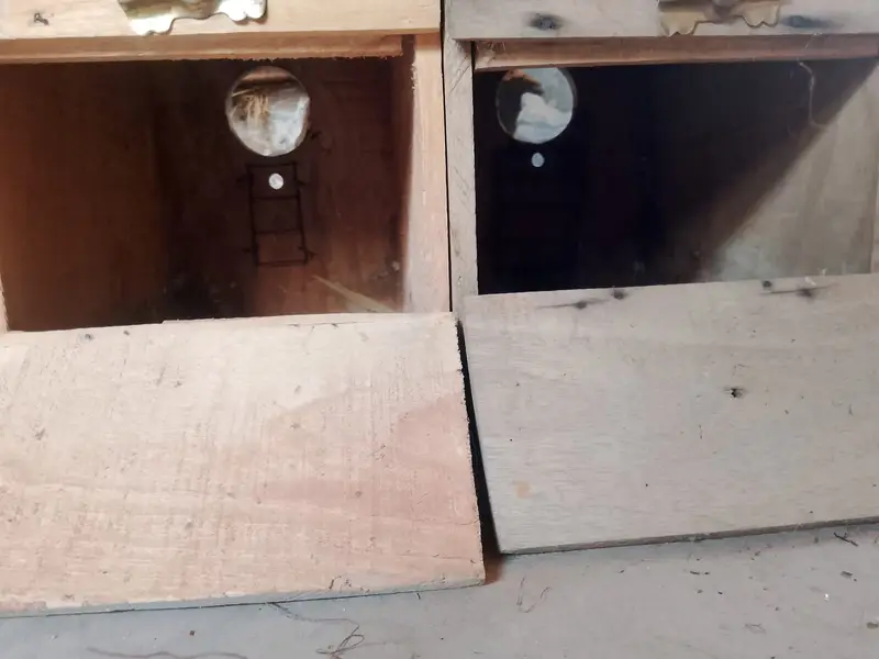 Lovebird breading box contact number 03027453600 — photo 4