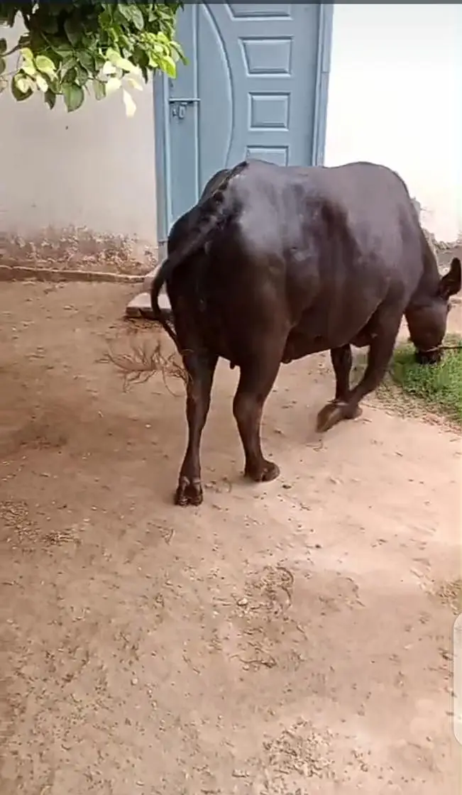 نیلی راوی کی پہلن تیار بھینس برائے فروخت — photo 5