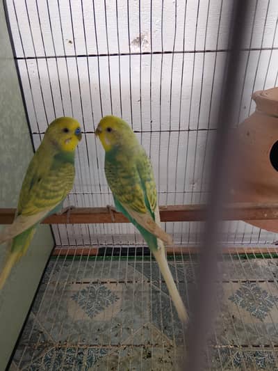 Rainbow Budgies Pair For Sale