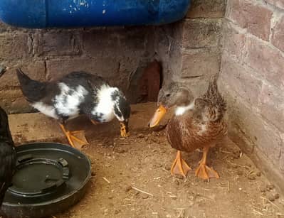 Healthy and Active Ducks Pair