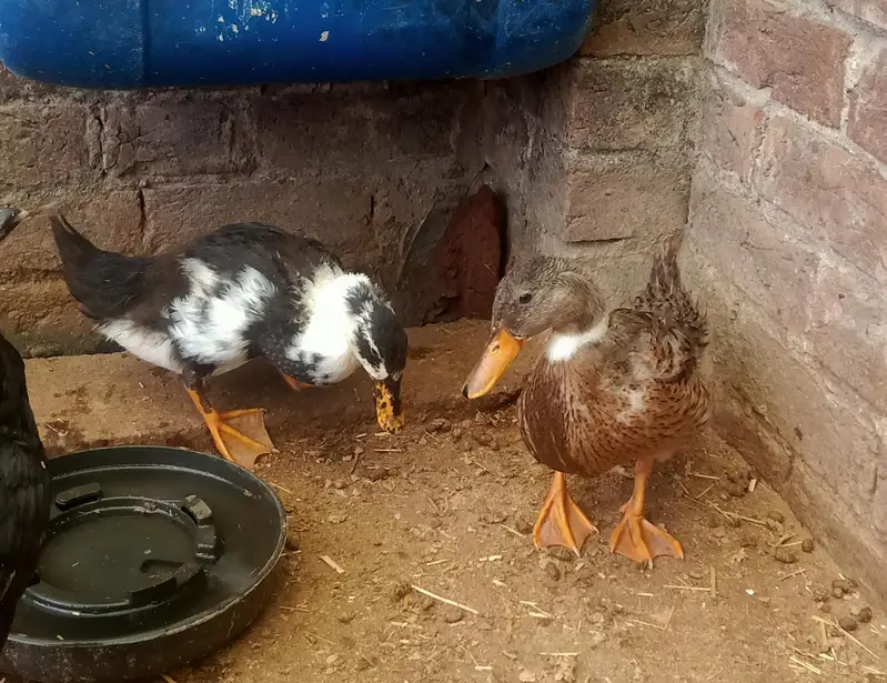 Healthy and Active Ducks Pair