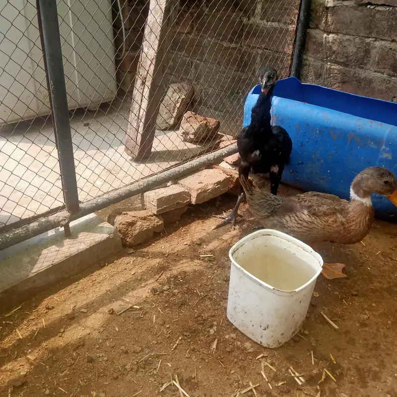 Healthy and Active Ducks Pair — photo 2