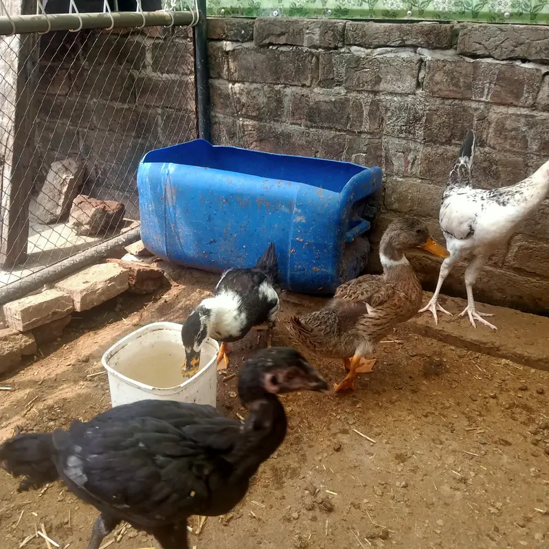 Healthy and Active Ducks Pair — photo 3